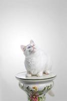 White cat looking up photo