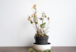 Dry old dead rose flower, decorative withered homeplant in a flower pot, indoor flower close-up front view photo