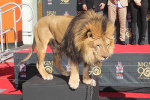 LOS ANGELES, JAN 22 -  Leo the Lion at the MGM 90th Anniversary Celebration Kick-Off Event at TCL Chinese Theater on January 22, 2014 in Los Angeles, CA photo