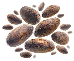 Cocoa beans levitate on a white background photo