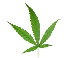 primer plano de hojas de cannabis o una hoja de cáñamo verde sobre fondo blanco aislado, marihuana como hierba medicinal recortada del fondo con camino de recorte, vista superior, plano, de arriba hacia abajo. foto