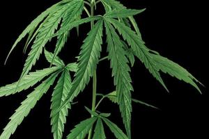 cannabis plant or hemp on isolate black background, marijuana as a medicinal herb cutout of the backdrop with clipping path,front view. photo