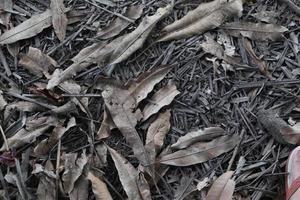 Dry leaf background. dry leaves photo
