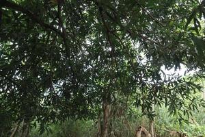 the leaves of the lush mango tree photo