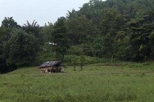 old house in the woods photo