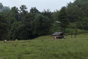 old house in the woods photo