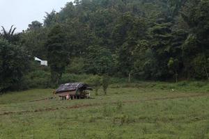 old house in the woods photo