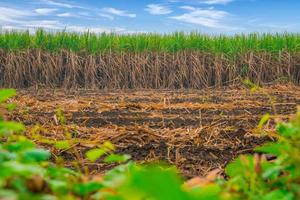 campo de caña de azúcar con sky.sugarcane es un cultivo económico importante para los agricultores tailandeses. foto