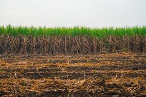 campo de caña de azúcar con el cielo. la caña de azúcar es un cultivo económico importante para los agricultores tailandeses. efecto de enfoque superficial. foto