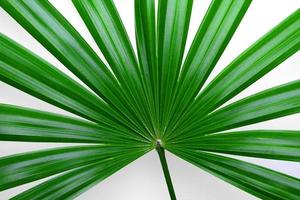 Cannabis leaf, Herbal medicine herb plant on a white background.  soft focus.shallow focus effect. photo