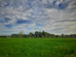 defocused abstract background of green rice fields with clear blue sky on Lombok island, Indonesia photo