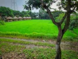 defocused abstract background of green rice fields with clear blue sky on Lombok island, Indonesia photo