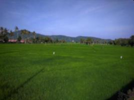 defocused abstract background of green rice fields with clear blue sky on Lombok island, Indonesia photo