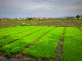 fondo abstracto desenfocado de campos de arroz verde con cielo azul claro en la isla de lombok, indonesia foto