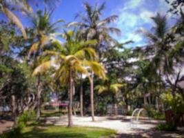 defocused background abstract of coconut trees photo