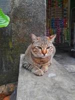 Cute Pixiebob cat with yellow eyes laying in front of house. This cat breed is a mix between a common cat and a red lynx and look like a smaller version of a bobcat. photo