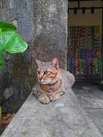 Cute Pixiebob cat with yellow eyes laying in front of house. This cat breed is a mix between a common cat and a red lynx and look like a smaller version of a bobcat. photo