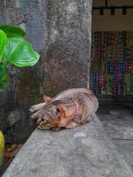 lindo gato pixiebob con ojos amarillos tendido frente a la casa. esta raza de gato es una mezcla entre un gato común y un lince rojo y parece una versión más pequeña de un gato montés. foto