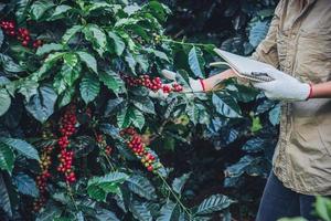 A woman in the hand holding a notebook and standing close to the coffee tree, learning about coffee photo