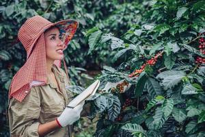 A woman in the hand holding a notebook and standing close to the coffee tree, learning about coffee photo