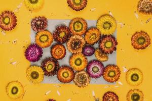 Top view concept of pastel yellow background Colorful flowers Helichrysum bracteatum concept postcard. photo