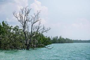 viaje de vacaciones en asia. paisaje andaman mar manglar área de conservación de manglares foto