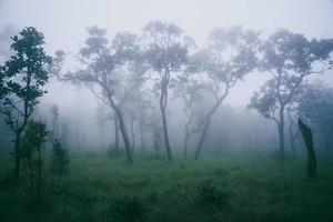 jardín parque al aire libre niebla down.thailand foto