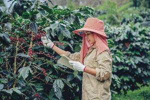 jardineros que sostienen un cuaderno y estudian los cafetos, los granos de café y la cosecha. foto