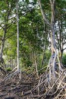 The roots of the mangroves photo