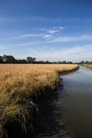 Golden paddy rice field ready for harvest photo