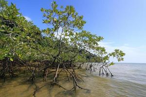 Mangrove forest in the tropical place photo