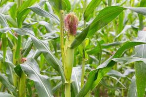 Green field of corn growing up photo