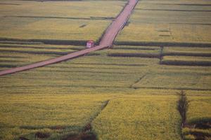 Yellow rapeseed flower field with the mist in Luoping, China photo