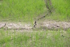 Dry crack earth at rice field photo