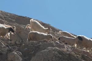 cabras en la roca en moon land lamayuru ladakh, india foto