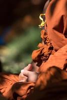 Buddhists and monks meditation photo