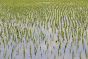 Rice fields, began to grow in the countryside photo