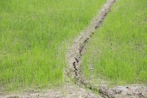 Dry crack earth at rice field photo