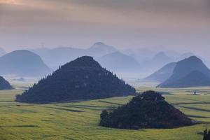 Yellow rapeseed flower field with the mist in Luoping, China photo