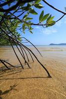 Mangrove forest in the tropical place photo