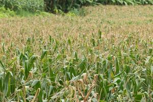 Green field of corn growing up photo