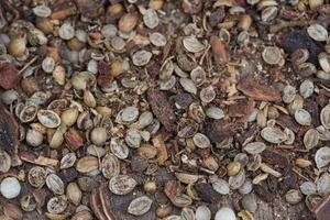 Spices lying on a wooden surface closeup photo