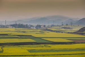 campo de flores de colza amarilla con la niebla en luoping, china foto