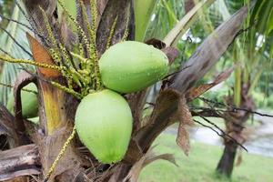 green coconut at tree photo