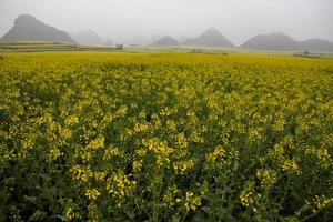 Yellow rapeseed flower field with the mist in Luoping, China photo