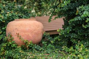 pot or planter with plants photo