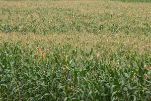 Green field of corn growing up photo