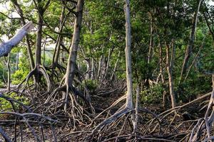 las raíces de los manglares foto