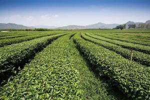 Tea plantation landscape photo