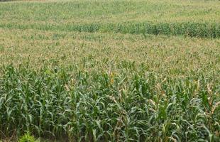 Green field of corn growing up photo